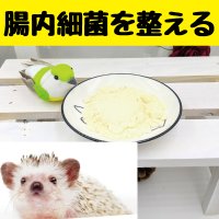 ハリネズミの腸内細菌叢バランスを整える【下痢・便秘】